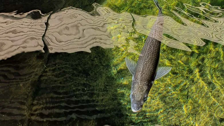 872d8af85fc279724a247c208f158583_L