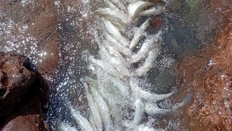 2826ad20-3931-4ba7-b22b-49cf5b0fed33-jpeg. (1)